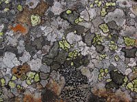 Lichens of Norway